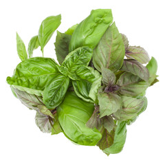 Fresh sweet Genovese basil bouquet isolated on white background cutout. Top view.
