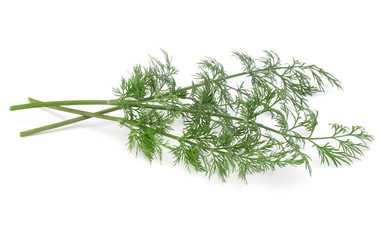 Close up shot of branch of fresh green dill herb leaves isolated on white background