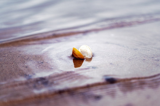 Shell in sand flud with water. 