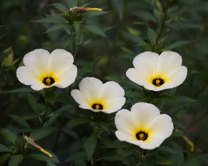 Fototapeta na wymiar flor branca