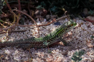 Lucertola