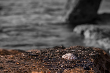 Conchiglia scoglio