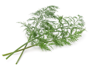 Close up shot of branch of fresh green dill herb leaves isolated on white background