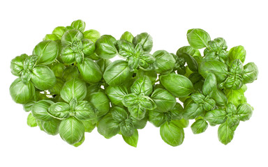 Fresh sweet Genovese basil bouquet isolated on white background cutout. Top view.