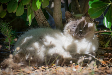 Naklejka na ściany i meble Gatto che dorme nella natura