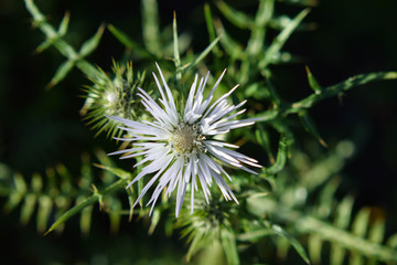 Galactites tomentosa