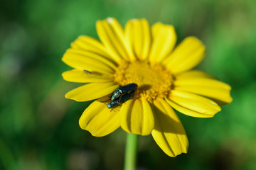 Insetti fiore