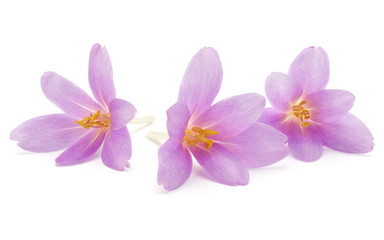 Fototapeta na wymiar lilac crocus flowers isolated on white background