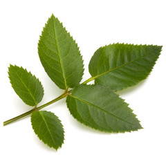 Green rose leaf isolated on white background cutout