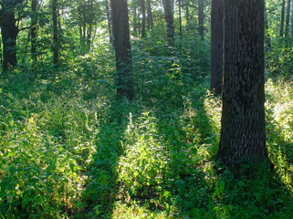 Obraz premium shadow of trees in the Park in summer
