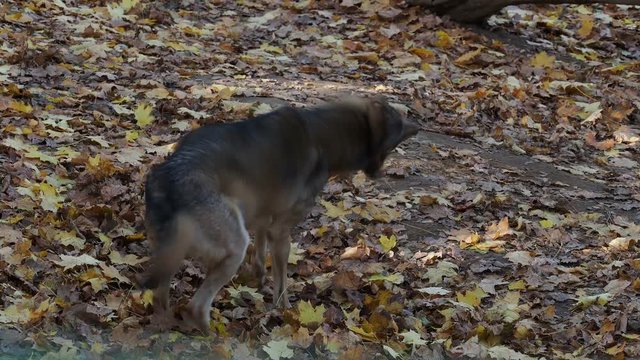European gray wolf (Canis lupus lupus) 