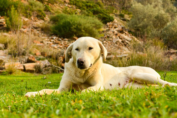 White dog. female dog sleeping under trees on grass.