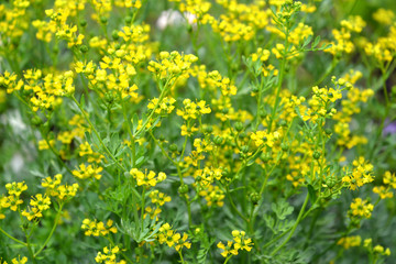 Obraz premium Rue fragrant (odorous) (Ruta graveolens L.). Background
