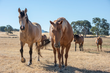 Quarter horse herd in golden California pasture