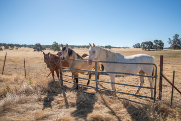 Quarter horse herd at fence in golden California pasture