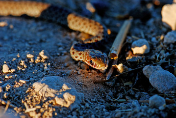 Coin-marked Snake also known as  leaden-colored racer