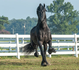 Black Friesian horse running in paddock