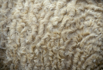 Detail of Bashkir Curly Horse coat