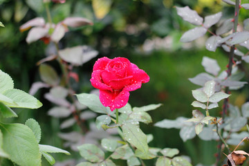rose