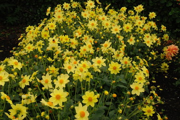 field of yellow flowers  Dahlia's