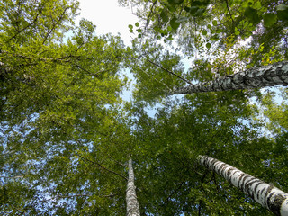 Fototapeta premium Beautiful spring birch grove foliage, fresh leaves in morning light