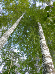 Fototapeta premium Beautiful spring birch grove foliage, fresh leaves in morning light