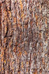 Old Wood Tree color Texture Background Pattern