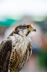 Falcon