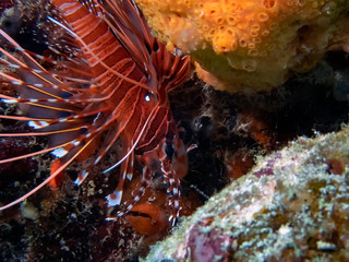 A Clearfin Lionfish (Pterois radiata) in the Indian Ocean