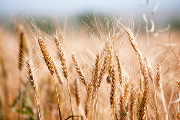 Fototapeta premium Ears of barley