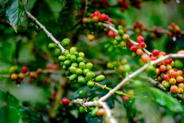 Ripen Coffee fruits on branch ready to harvest