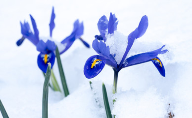 Snow-covered Netted Iris (Iris reticulata) flowers