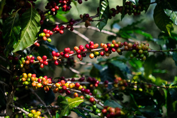 Ripen Coffee fruits on branch ready to harvest