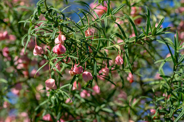 Euonymus nanus ornamental poisonous plant, shrubs branches full of pink orange ripened fruits