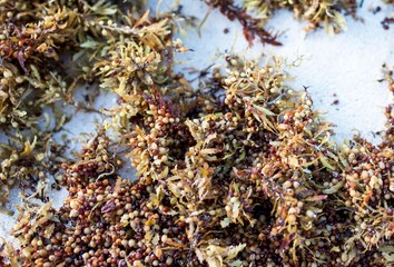 Close up of Sargassum seaweed, a genus of brown (class Phaeophyceae) macroalgae (seaweed) in the order Fucales, washed up on the caribbean coast in Mexico.