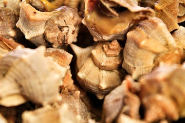 Conch shell aperitif texture