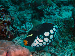 A Clown Triggerfish (Balistoides conspicillum) in the Indian Ocean