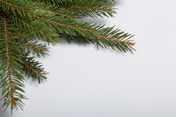 The branches of spruce, located on a white background
