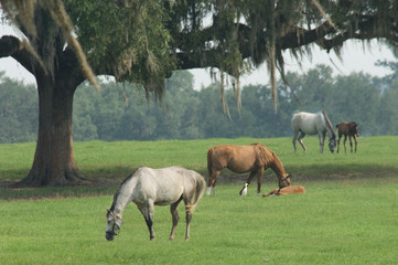 Naklejka na ściany i meble Ocala Florida Arabian Horse farm scenic