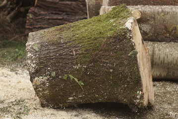 Obraz premium Cut Big Log