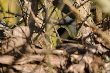 Blackbird hiding