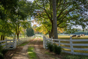 Fototapeta premium Rural horse farm scenic in autumn., Smithfield, Virginia