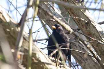 Blackbird hiding