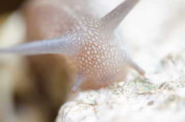 Snail Climbing a Wall