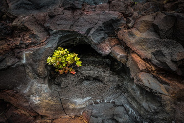New life on the rocks