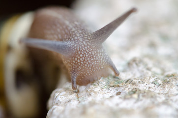 Snail Climbing a Wall