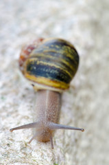 Snail Climbing a Wall