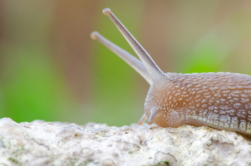 Snail Climbing a Wall