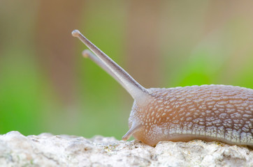Snail Climbing a Wall