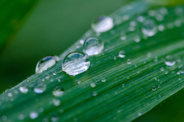 Water droplets on grass